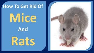 how to get rid of mice and rats  Peppermint Oil amp Cloves Home Remedy [upl. by Vetter931]