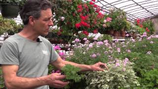 Growing Scented Geraniums In Containers [upl. by Samled371]