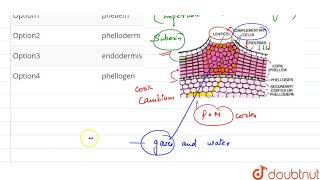 complementary cells of lenticels are [upl. by Anselm740]