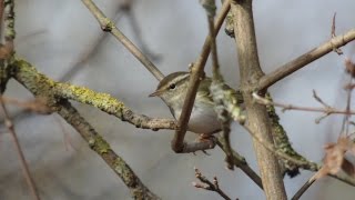 YellowBrowed Warbler [upl. by Wehtta142]