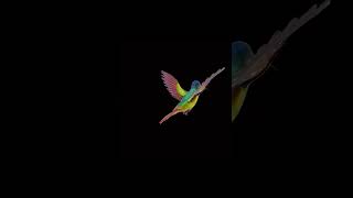 Hologram amp Peppers Ghost  4K Holographic Video  Hummingbird Flight [upl. by Nudnarb]