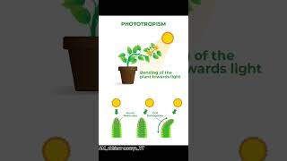 PHOTOTROPISM 💯biologyscience education trendingshorts shorts youtubeshorts [upl. by Atiluj]