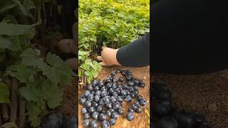 Grape seedling process music jazz beats animation quotes cherry grapeharvest farming shorts [upl. by Chaker900]