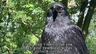 8 Quotes About Crows [upl. by Zanze341]