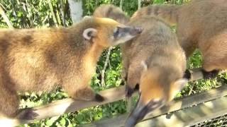 Coatis à Iguazu Argentine Brésil Animals Coatis Amérique du Sud [upl. by Ysac161]