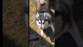 Pomsky pup gets caught being bad and this happens [upl. by Bashee]