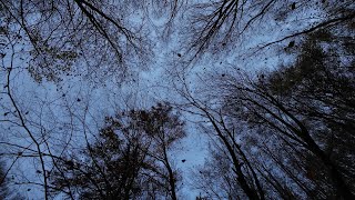 Falling leaves in a beech Fagus sylvatica forest 4K [upl. by Zashin885]