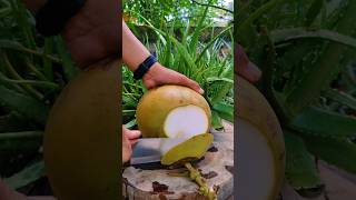 Coconut water full cutting skills l Satisfying natural coconut reels satisfying top coconut [upl. by Ennaer]