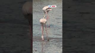 Greater Flamingo  phoenicopterus roseus birdwatching [upl. by Anivlem903]