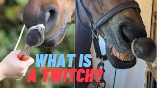 What is a Lip Twitch Methods of Restraint for Horses [upl. by Ayekehs]