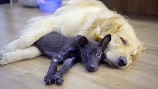 Gentle Golden Retriever Helps Scared Rescue Puppy Feel Safe Again [upl. by Marcile624]