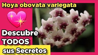 TODOS los cuidados y CONSEJOS de la Hoya obovata ❤️ propagación trasplante luz fertilizante [upl. by Rodi]