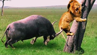 Savannah Showdown Brave Buffalo Defends Against Relentless Lion Attack – Raw Wildlife Drama Unfol [upl. by Aehtla237]