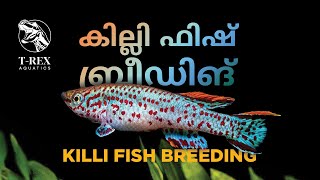 Fish Spotlight Killi Fish [upl. by Necila366]