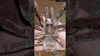 Goliath birdeater Theraphosa blondiBig Spider [upl. by Aivatal]