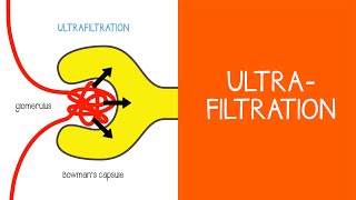 21 Renal Ultrafiltration [upl. by Aholah]