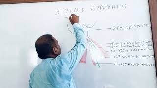 STYLOID APPARATUS ANATOMY ANATOMY LECTURE OF HEAD AND NECK [upl. by Notxap498]