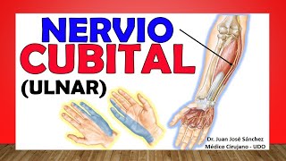 🥇 Anatomía del NERVIO CUBITAL ULNAR Ramas Inervación Cutánea [upl. by Olive916]