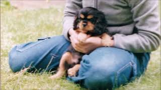 10 Hours of a Cavalier King Charles Spaniel Barking [upl. by Ydda]