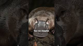 The DuckBilled Platypus shorts animalfacts [upl. by Daven]