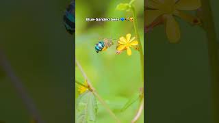 BlueBanded Bee  CreatureCops [upl. by Hareema75]