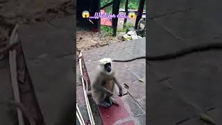 Langoor Monkey 🐒 langur attack women monkey attack langur [upl. by Krystin]