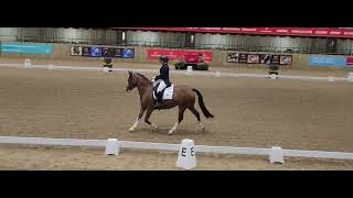 Young Dressage Pony for Sale MM Sweat Pea [upl. by Wolenik]