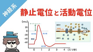 【神経系】静止電位と活動電位 [upl. by Lishe]