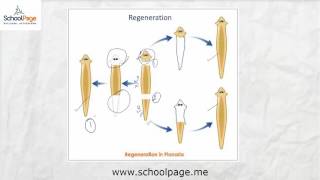 04 Fragmentation and Regeneration [upl. by Garbe]