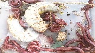 ASRM Clearing Catch find Dung Beetle  Millipedes Worm insects ASRM Super insects Millipedes 019 [upl. by Alacim818]