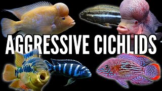 Top 10 Most Aggressive Cichlids [upl. by Faux]