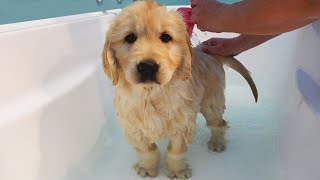 First Bath For Kenzi  Cutest 8 Week Old Golden Retriever [upl. by Nehtanhoj]