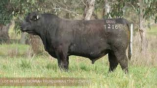 LOT 98 MILLAH MURRAH THUNDERMAN T216 [upl. by Ydnes]