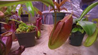 nepenthes ampullaria x spectabilis x talangensis 22 day time lapse [upl. by Hoxsie331]