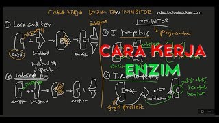 Inhibitor Kompetitif Inhibitor Non Kompetitif dan Cara Kerja Enzim [upl. by Nareht]