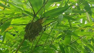 Orange headed thrush family is one of the member who stays at Bamboo nursery dongroli [upl. by Fe]