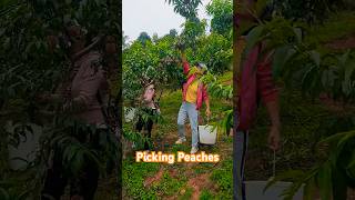 Recording the Process of Picking Peaches with Friends [upl. by Zephaniah]