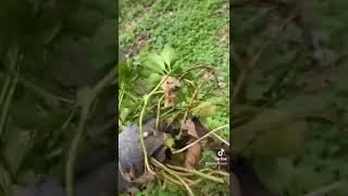 How to Propagate Pachysandra [upl. by Etteloc534]