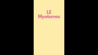 Myotomes of the Lower Extremity Visual Mnemonics [upl. by Quigley71]