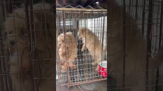 Adult female Lhasa Apso pregnancy process dogs puppy dogbreed doglife bestbreed viralvideo [upl. by Ailemap974]