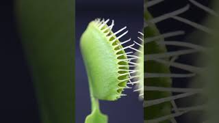 Venus Flytrap Devours A Wasp Yellowjacket [upl. by Berlyn]