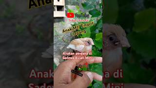 Anakan MJ  Emprit Jepang  Anakan perdana Emprit Jepang di dalam Aviary mini ternakempritjepang [upl. by Eiznekam551]