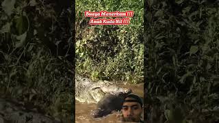 balas dendam mematkan kudanil crocodile buayabesar animals [upl. by Etnauq425]