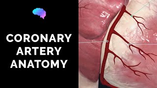 Coronary Artery Anatomy 3D Anatomy Tutorial  UKMLA  CPSA [upl. by Alegnaed]