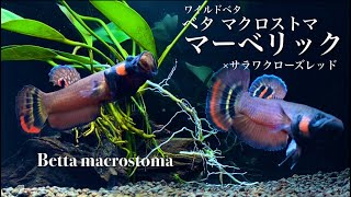 【ワイルドベタ】Wild betta macrostoma マーベリック×サラワクローズレッド [upl. by Wiersma]