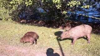 Capivara ataca na Lagoa 15 03 2014 [upl. by Abbie]