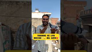 Hand training Ke liya bhccha🕊️😃 mil gaya❤️ minivlog abhipetsvlog pigeon kabootar petlover [upl. by Viddah727]