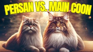 Chat Persan vs Maine Coon Quelle race est la plus affectueuse [upl. by Rawden217]