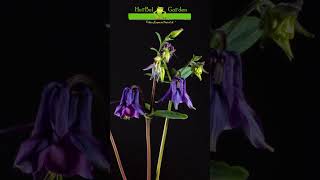 Akelei 🐸 akelei flores jardinería timelapse herbelgarden [upl. by Noletta458]