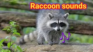 raccoon sounds to make them come to you  raccoon sounds  baby raccoon sounds [upl. by Eetse]